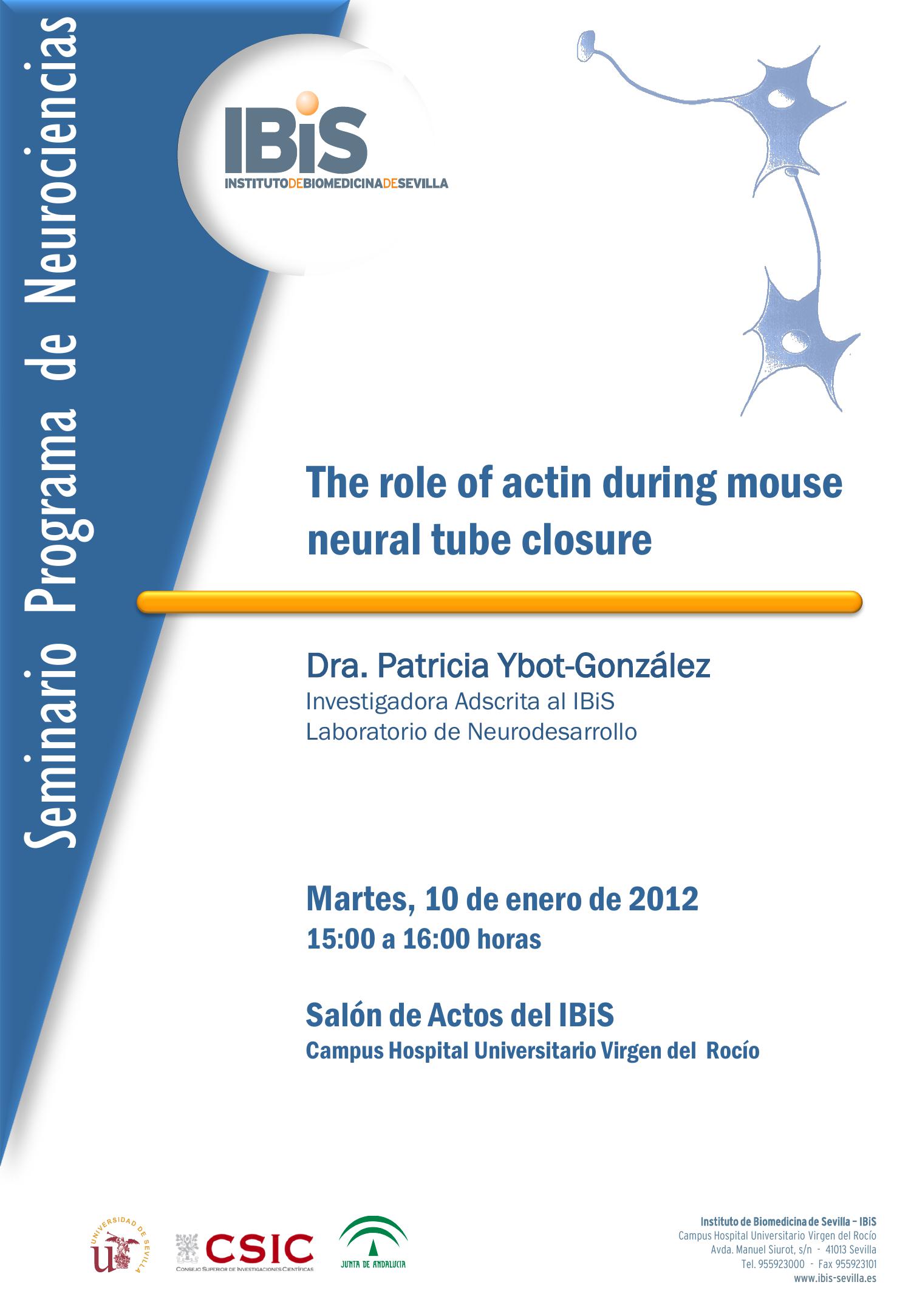 Poster: The role of actin during mouse neural tube closure