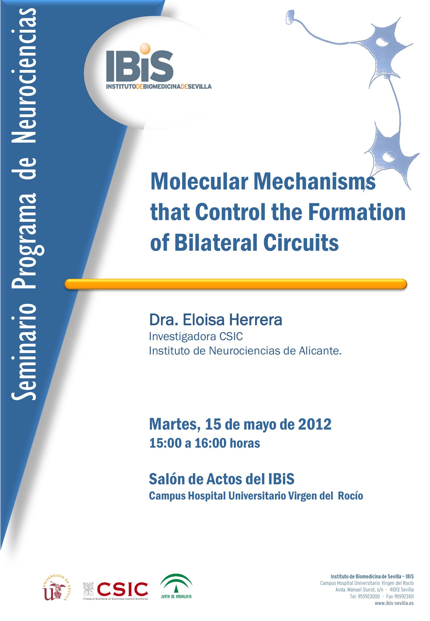 Poster: Molecular Mechanisms that Control the Formation of Bilateral Circuits.