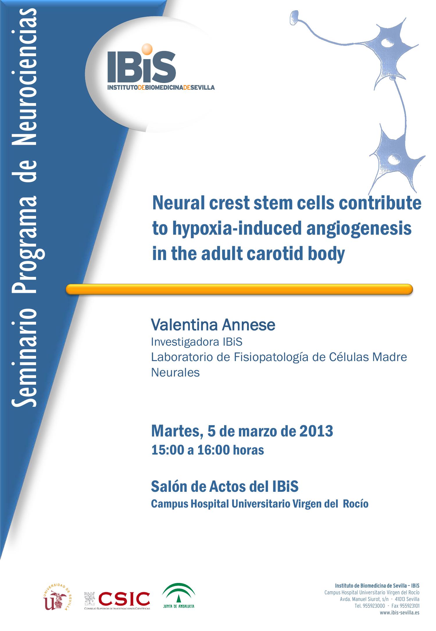 Poster: Neural crest stem cells contribute to hypoxia-induced angiogenesis in the adult carotid body.