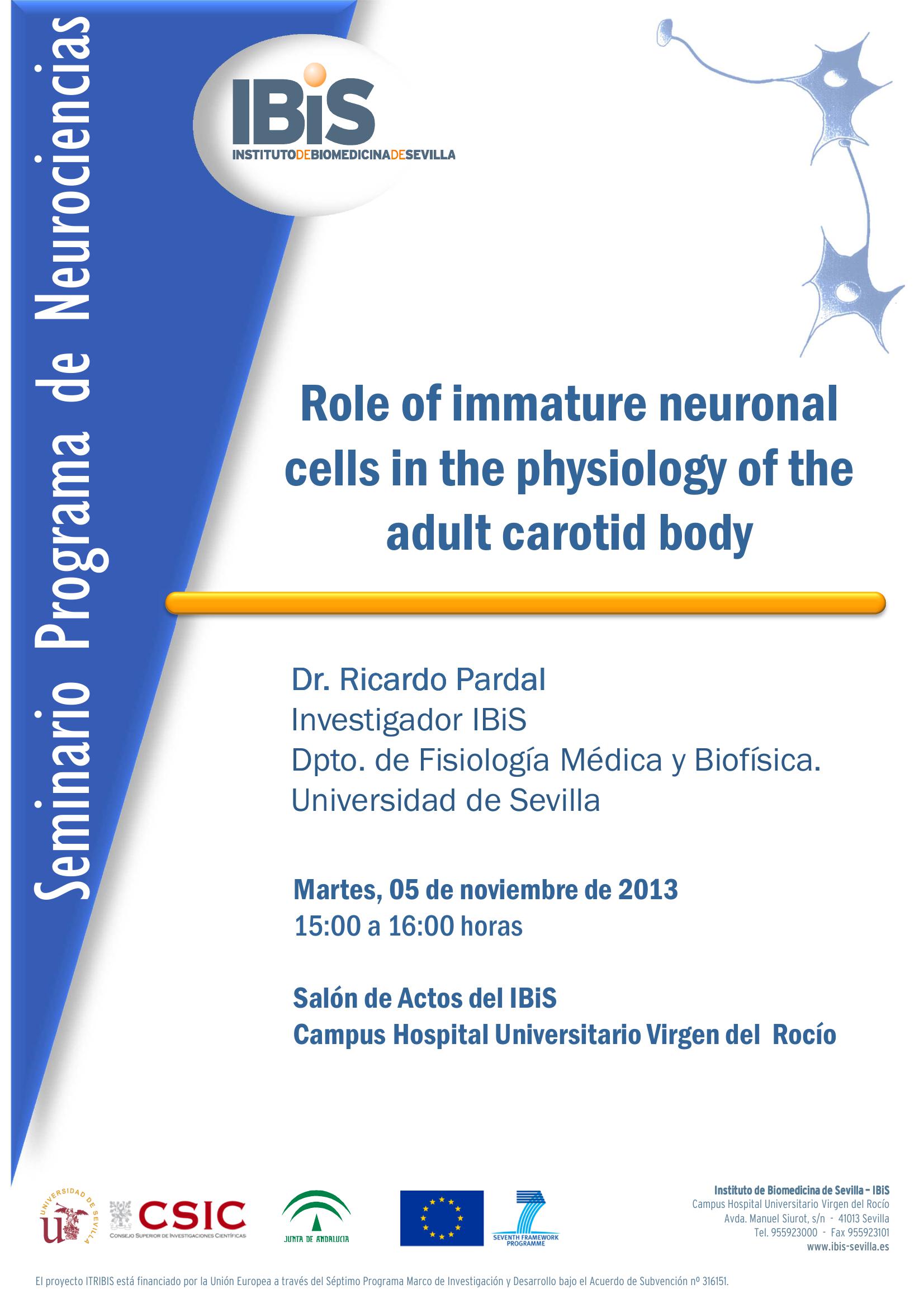 Poster: Role of immature neuronal cells in the physiology of the adult carotid body