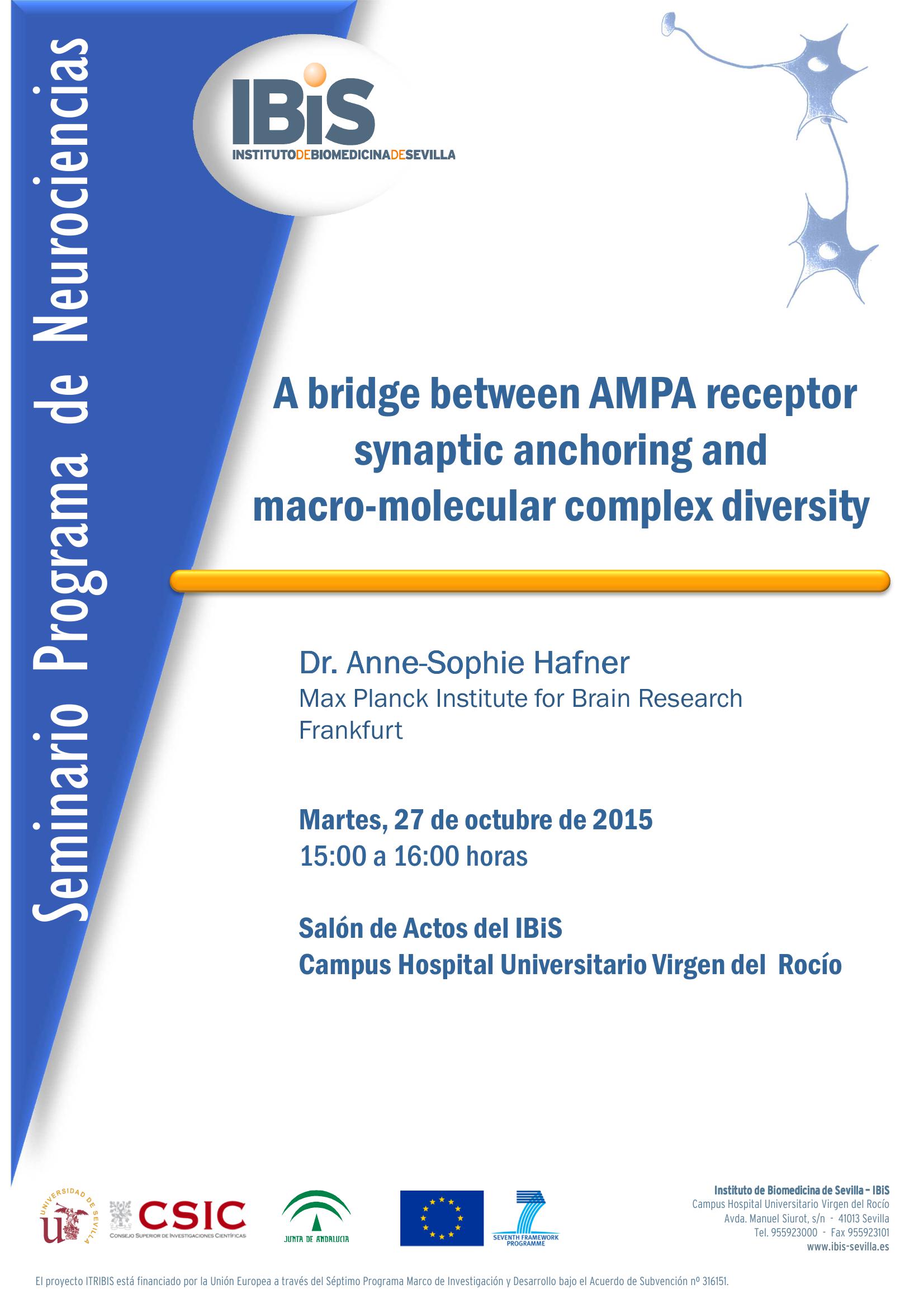 Poster: A bridge between AMPA receptor synaptic anchoring and  macro-molecular complex diversity