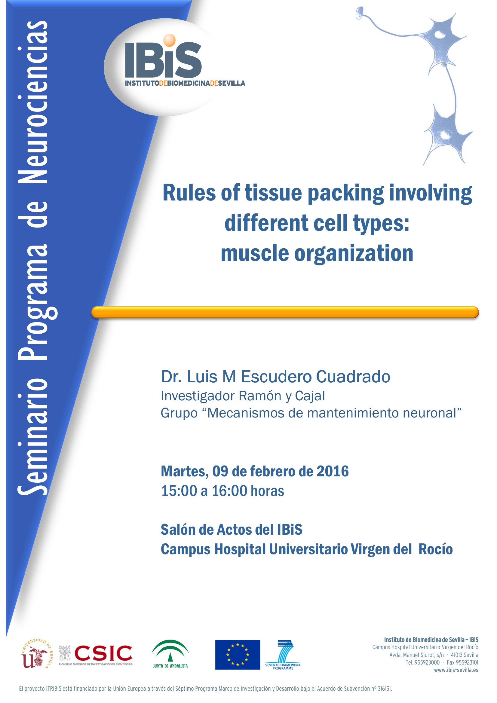 Poster: Rules of tissue packing involving different cell types:  muscle organization