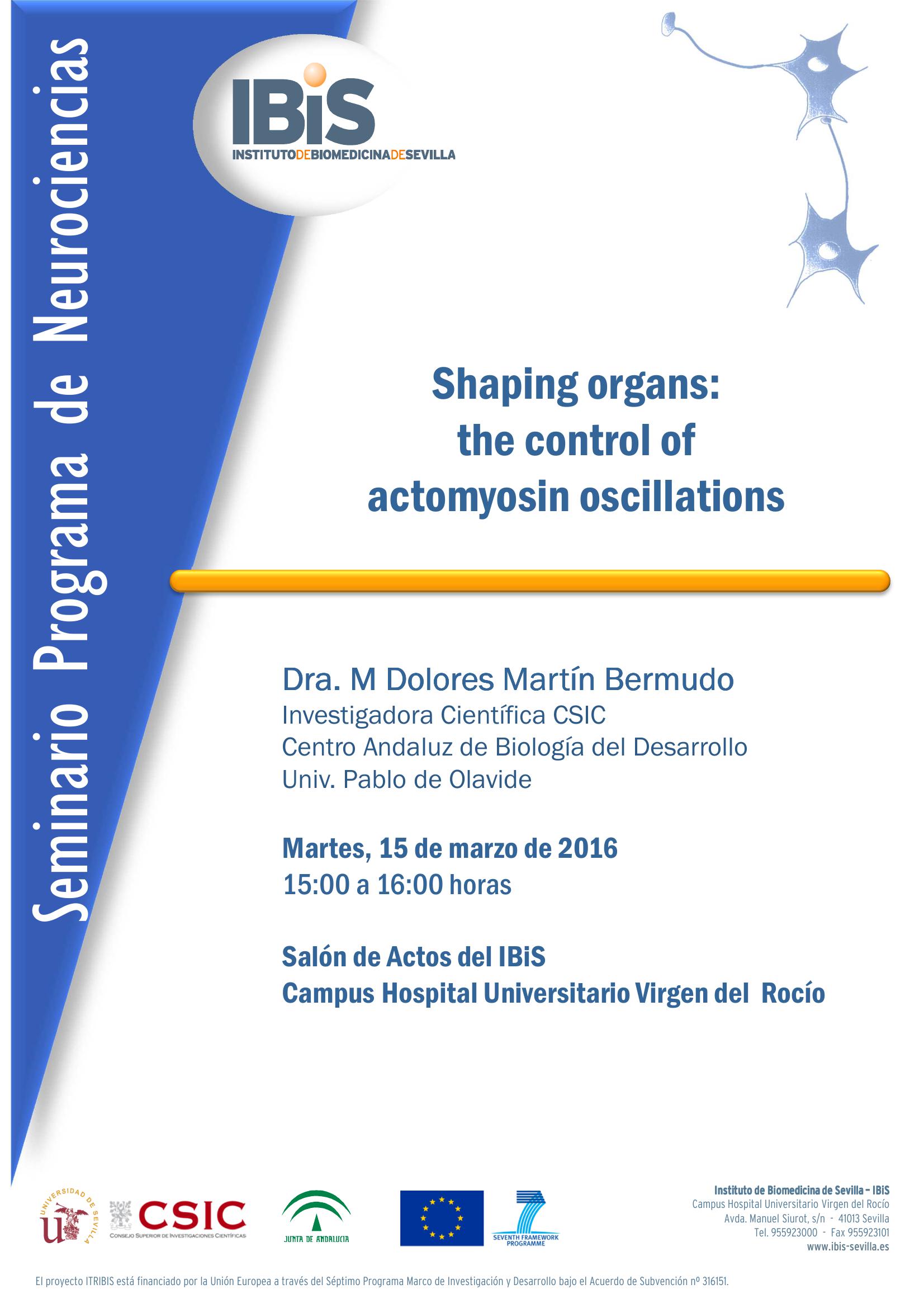 Poster: Shaping organs:  the control of  actomyosin oscillations