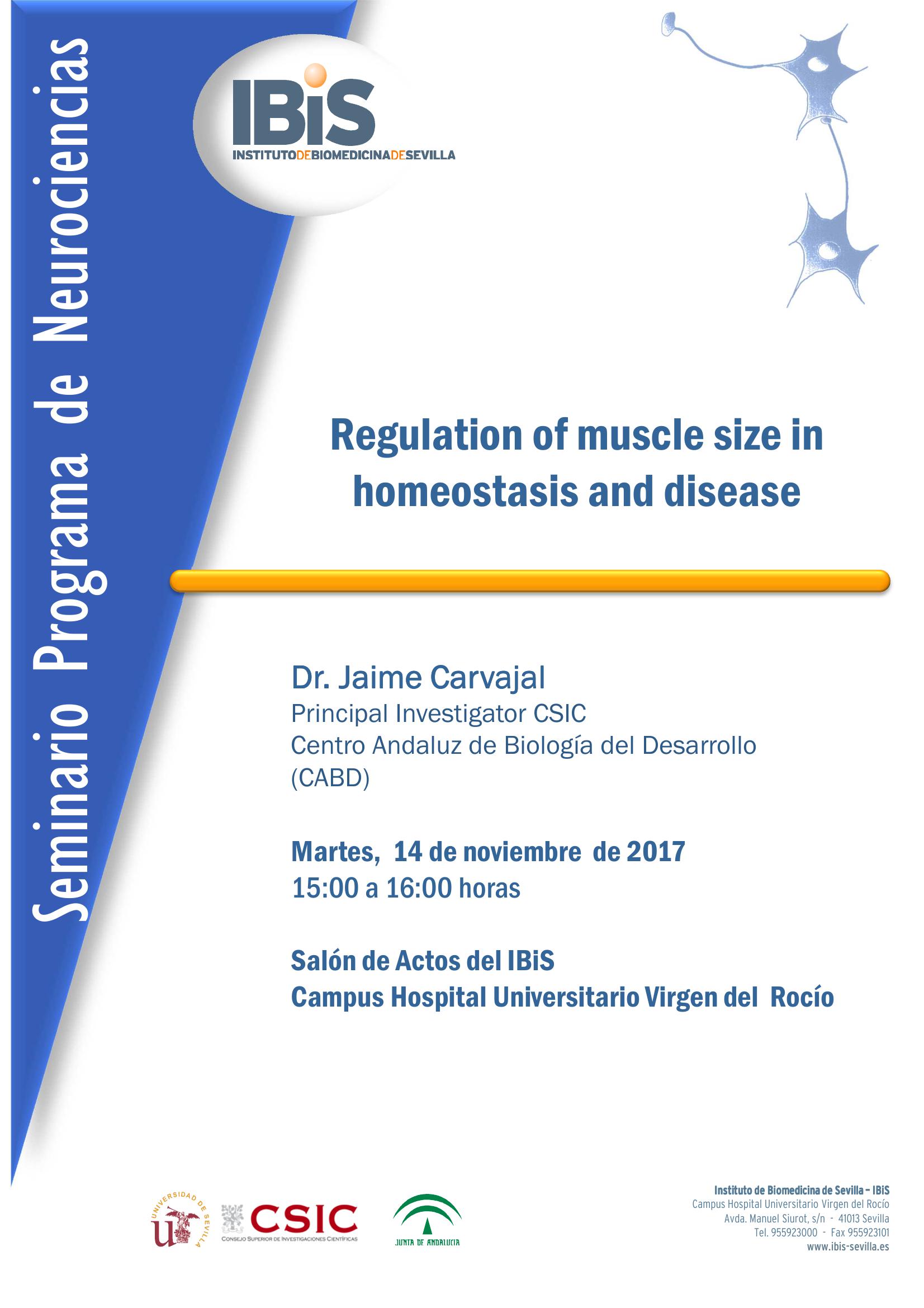 Poster: Regulation of muscle size in homeostasis and disease