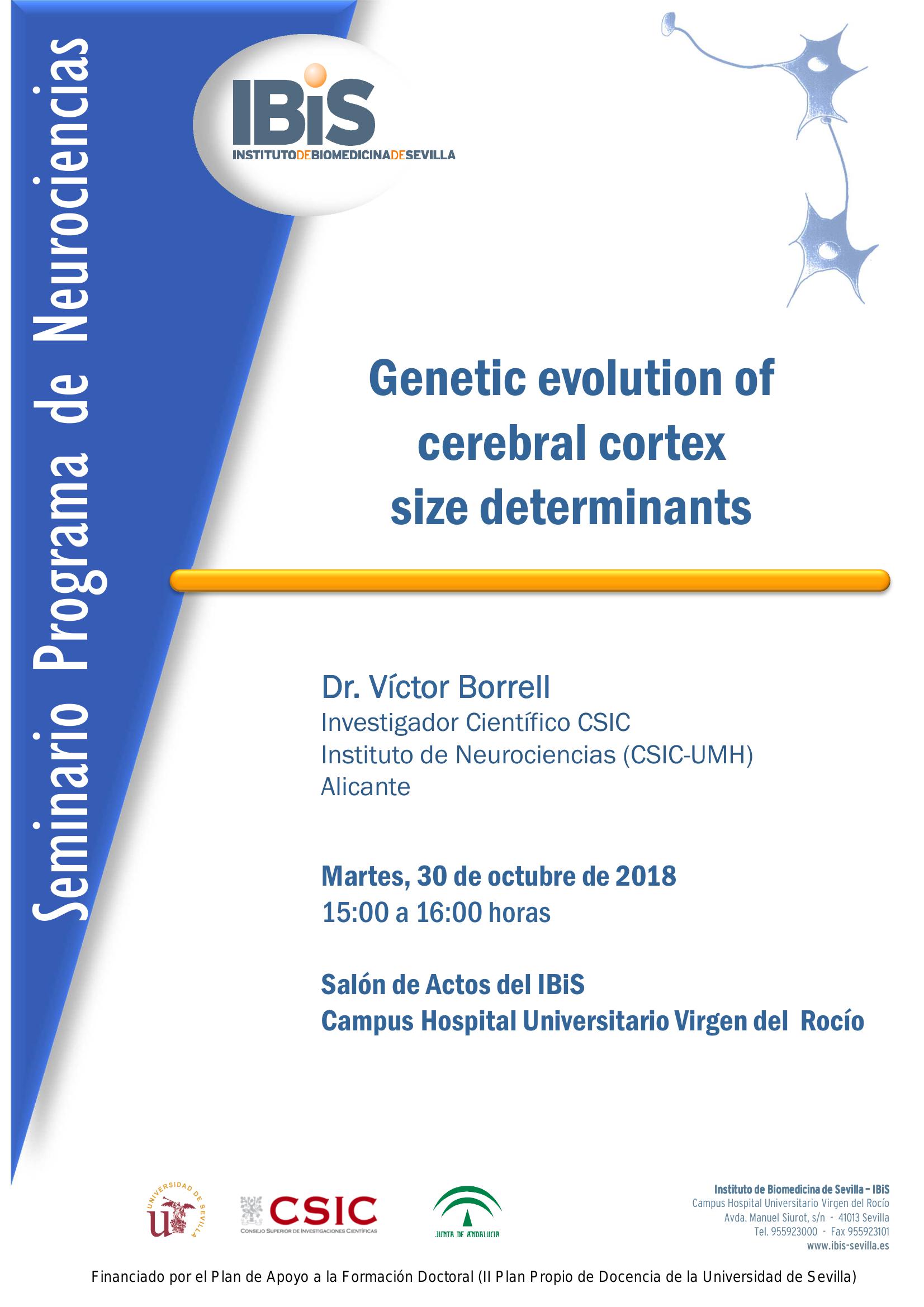 Poster: Genetic evolution of  cerebral cortex  size determinants