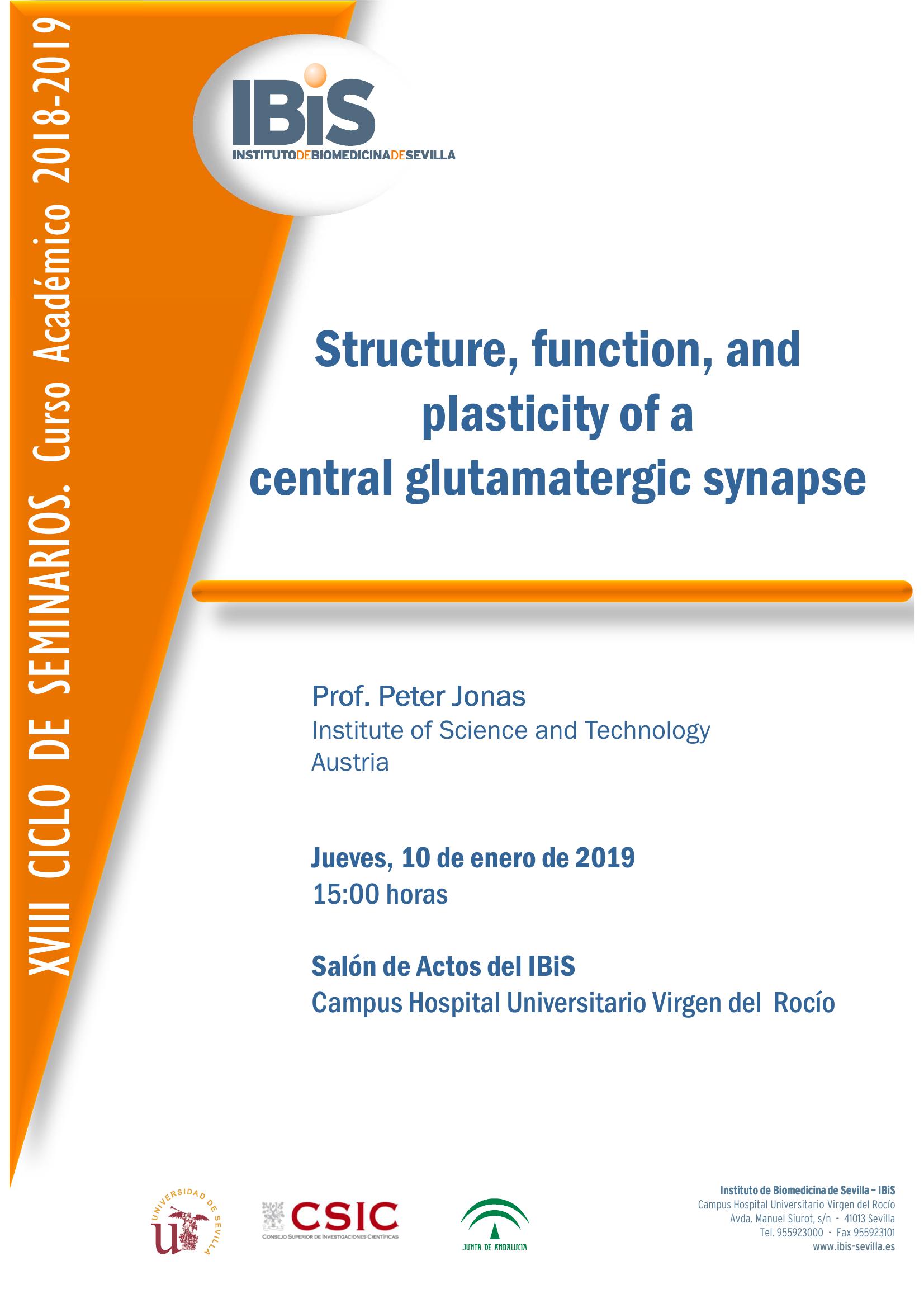 Poster: Structure, function, and plasticity of a  central glutamatergic synapse