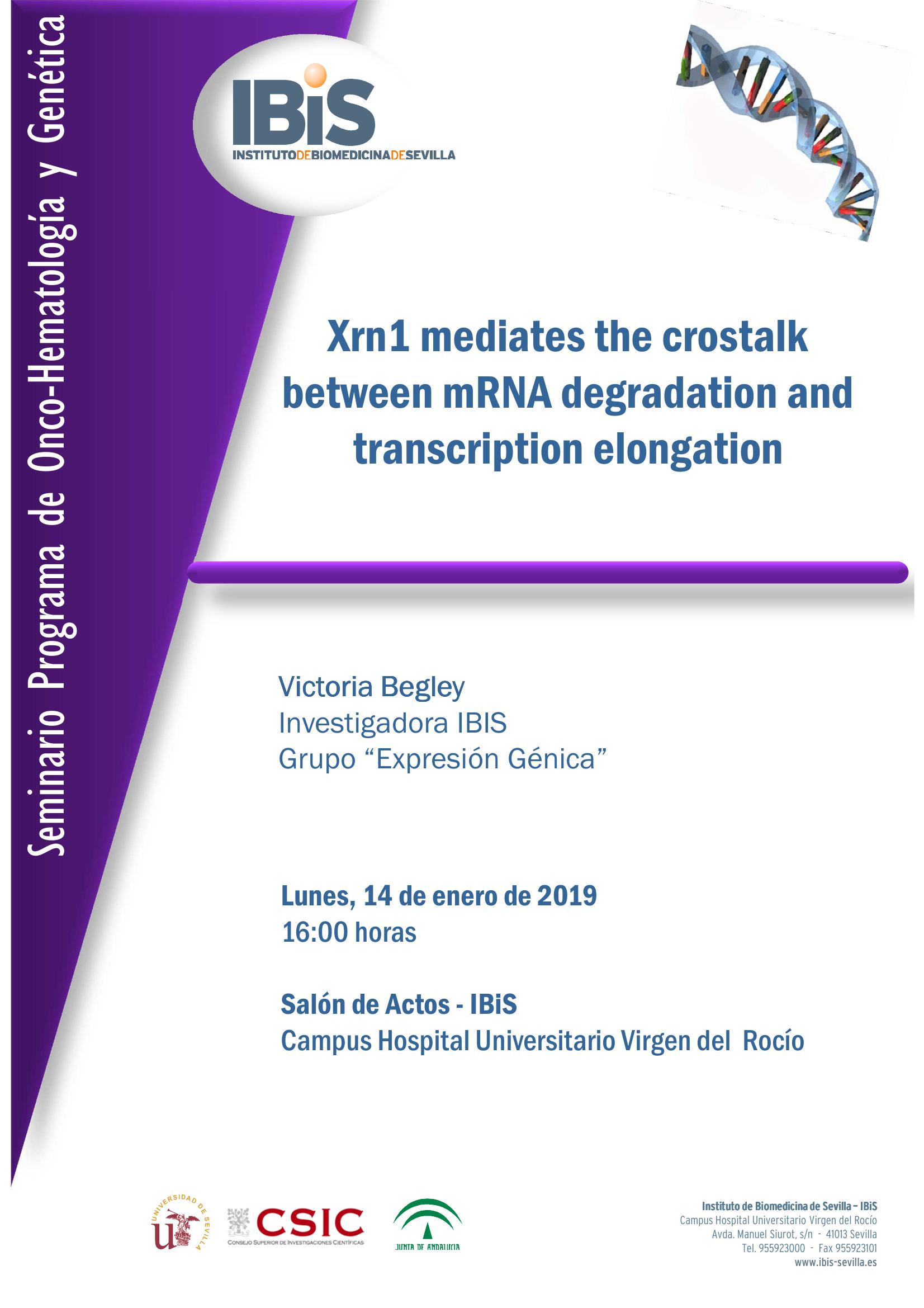 Poster: Xrn1 mediates the crostalk between mRNA degradation and transcription elongation