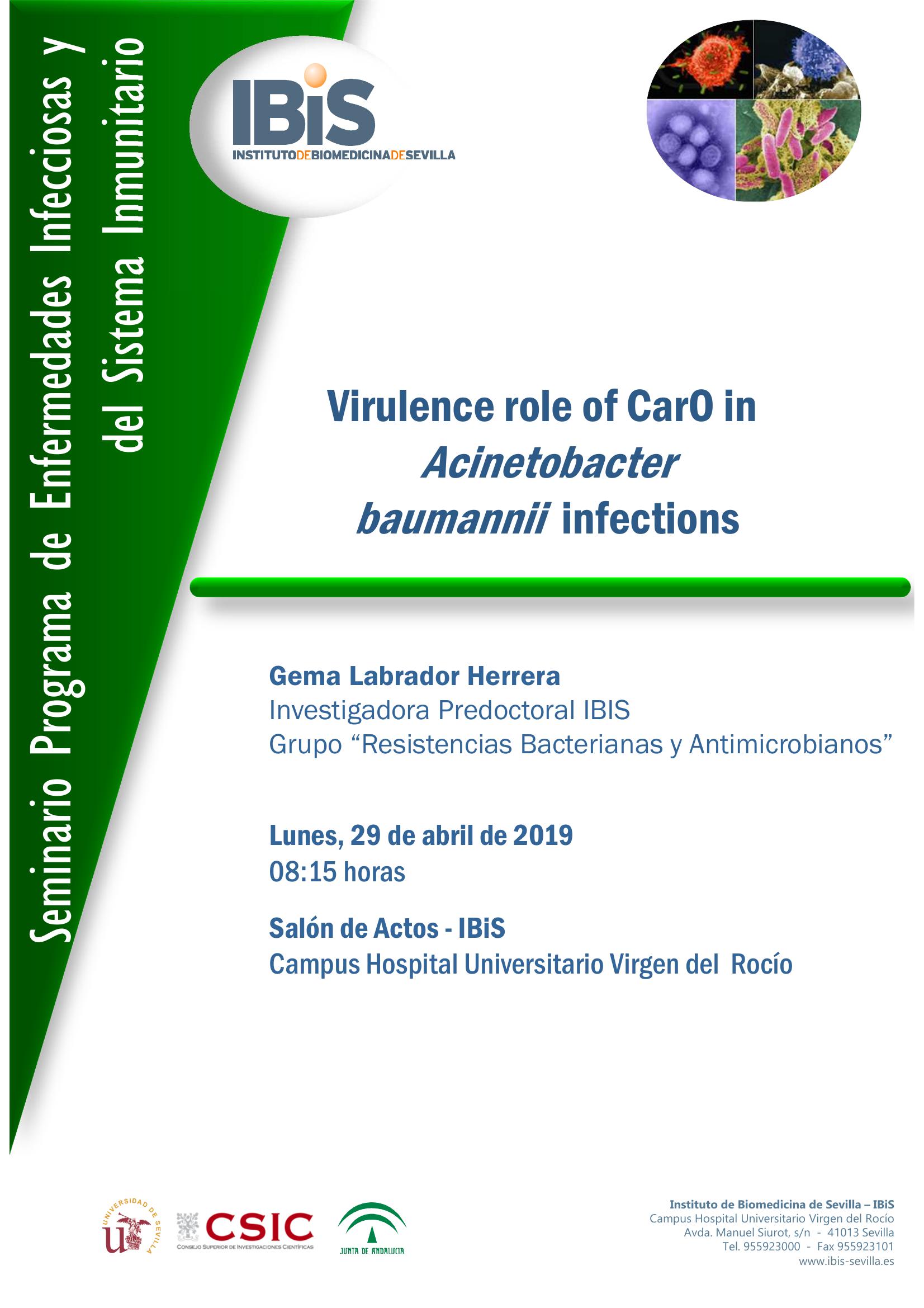 Poster: Virulence role of CarO in  Acinetobacter baumannii  infections