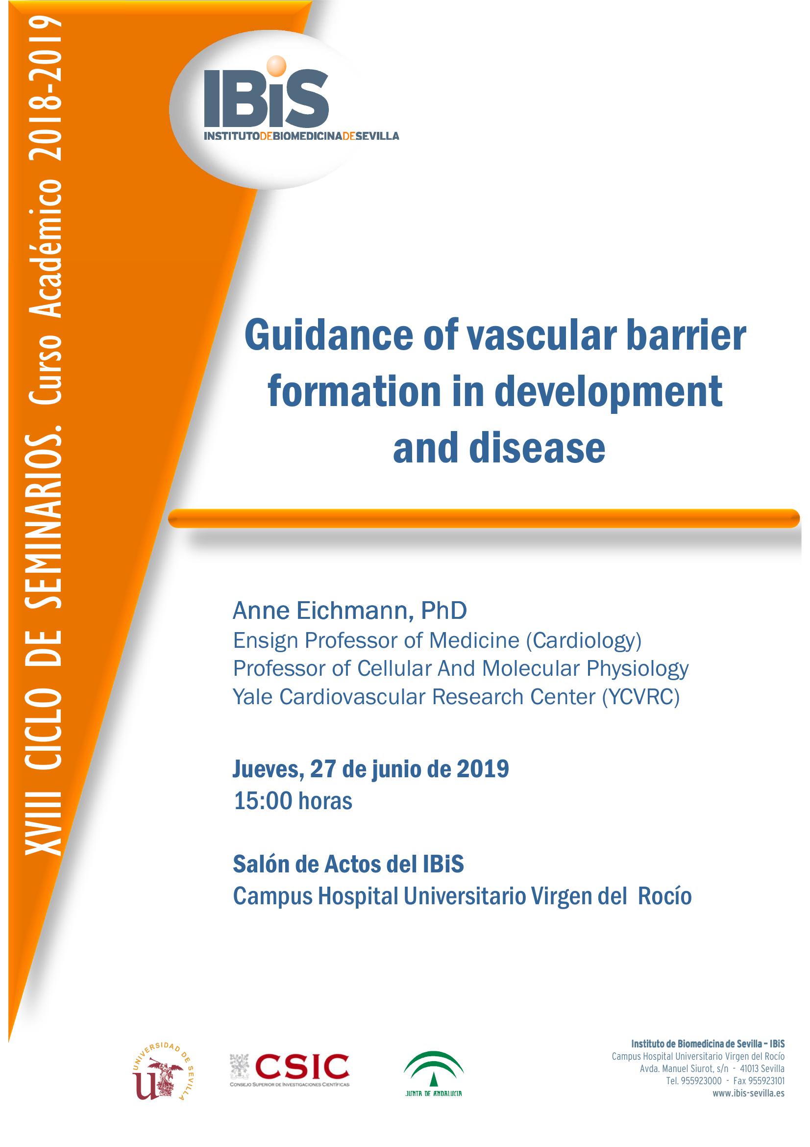 Poster: Guidance of vascular barrier formation in development and disease