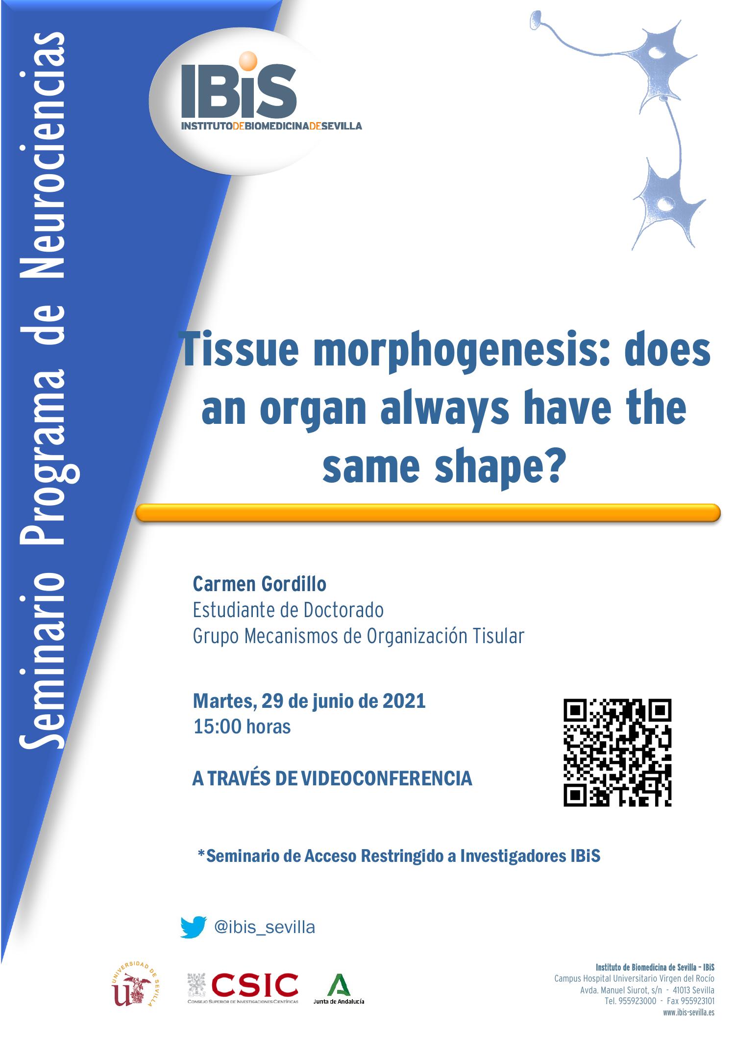 Poster: Tissue morphogenesis: does an organ always have the same shape?