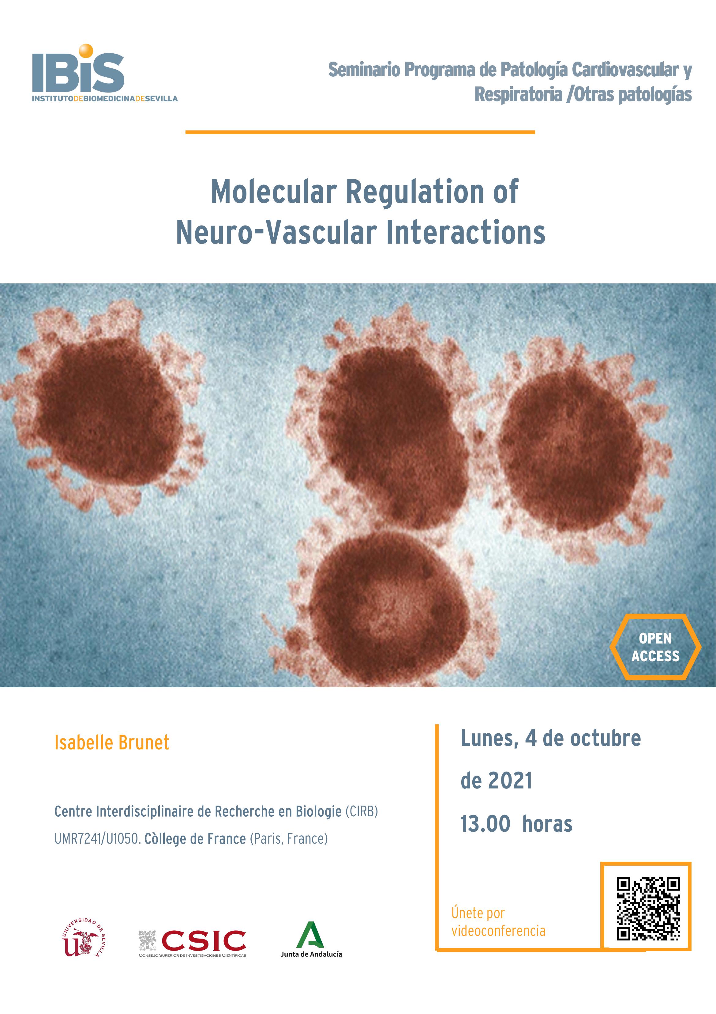 Poster: Molecular Regulation of Neuro-Vascular Interactions
