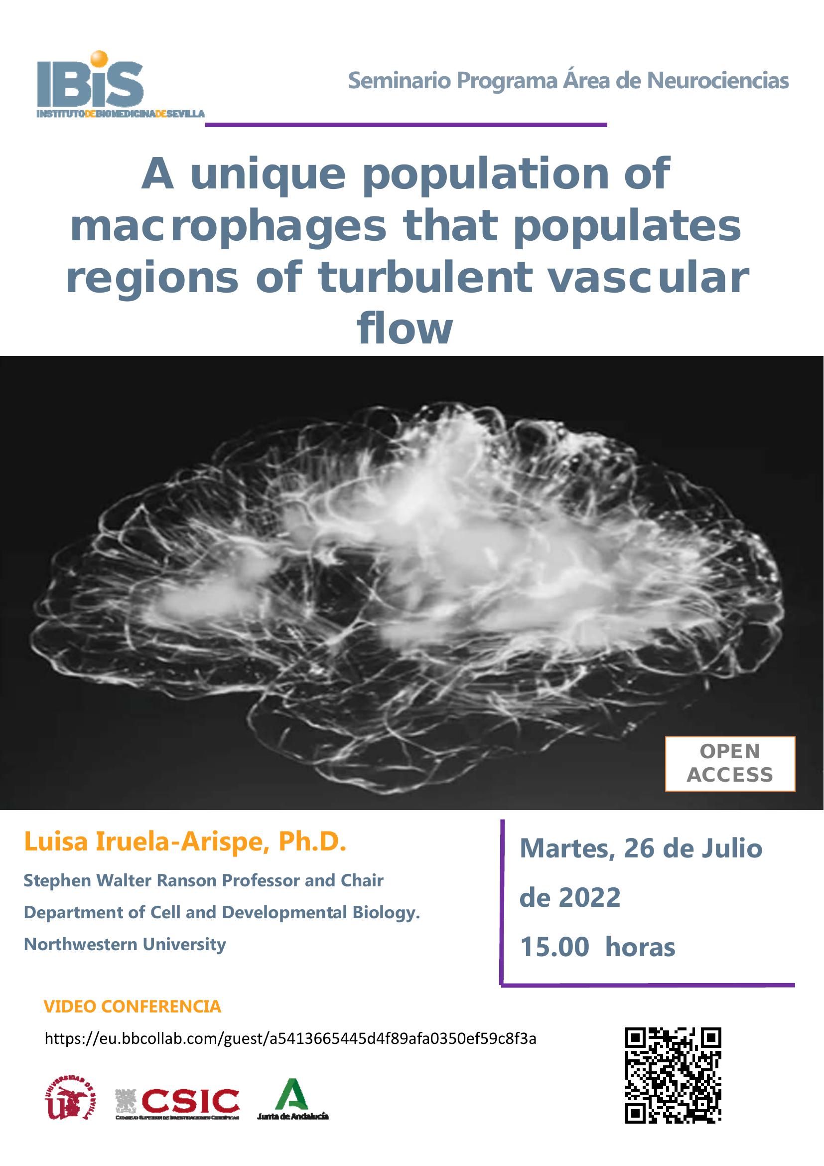 Poster: A unique population of macrophages that populates regions of turbulent vascular flow