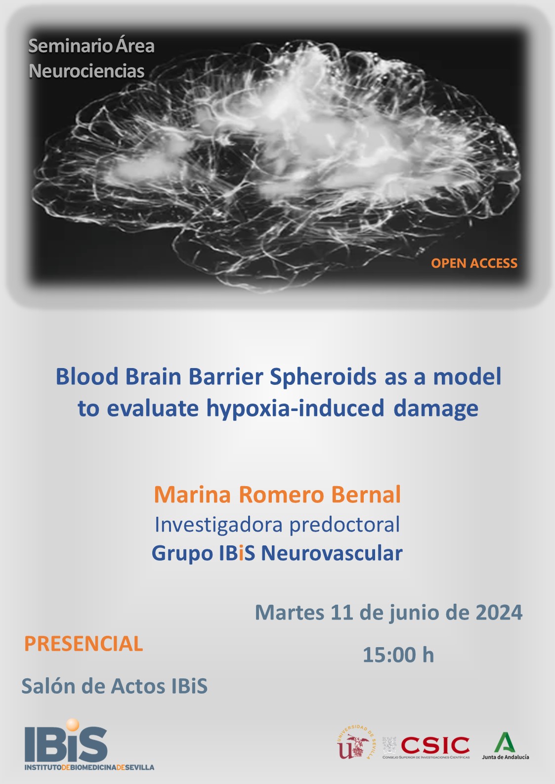 Poster: Blood Brain Barrier Spheroids as a model to evaluate hypoxia-induced damage